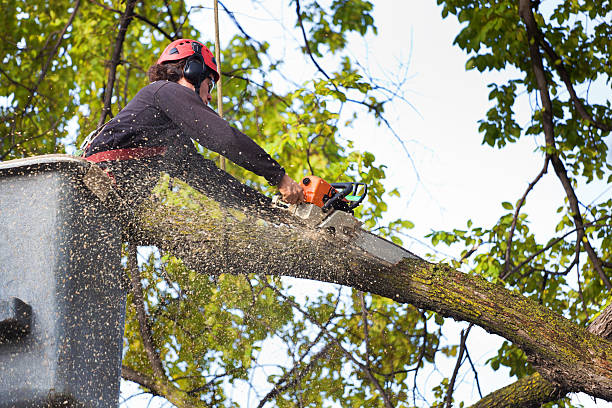 Best Palm Tree Trimming  in Big Bend, WI